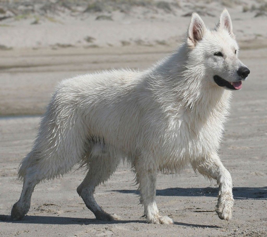 Berger Blanc Suisse Wallpapers