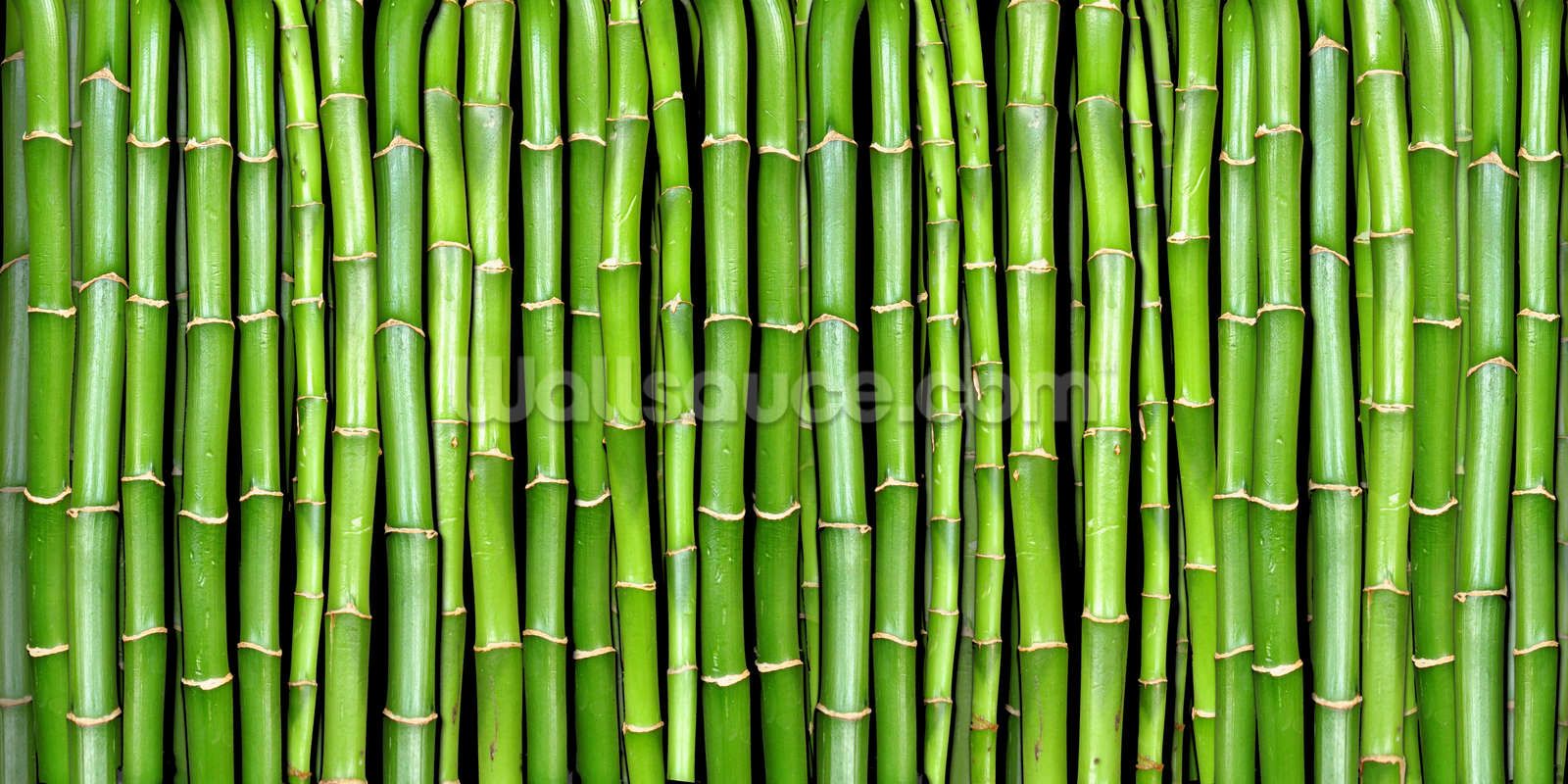 Best Bamboo Wallpapers