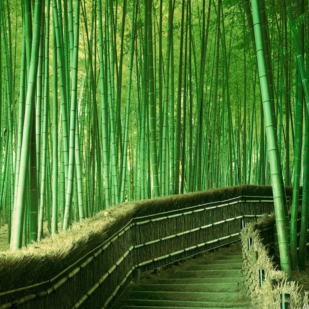 Best Bamboo Wallpapers