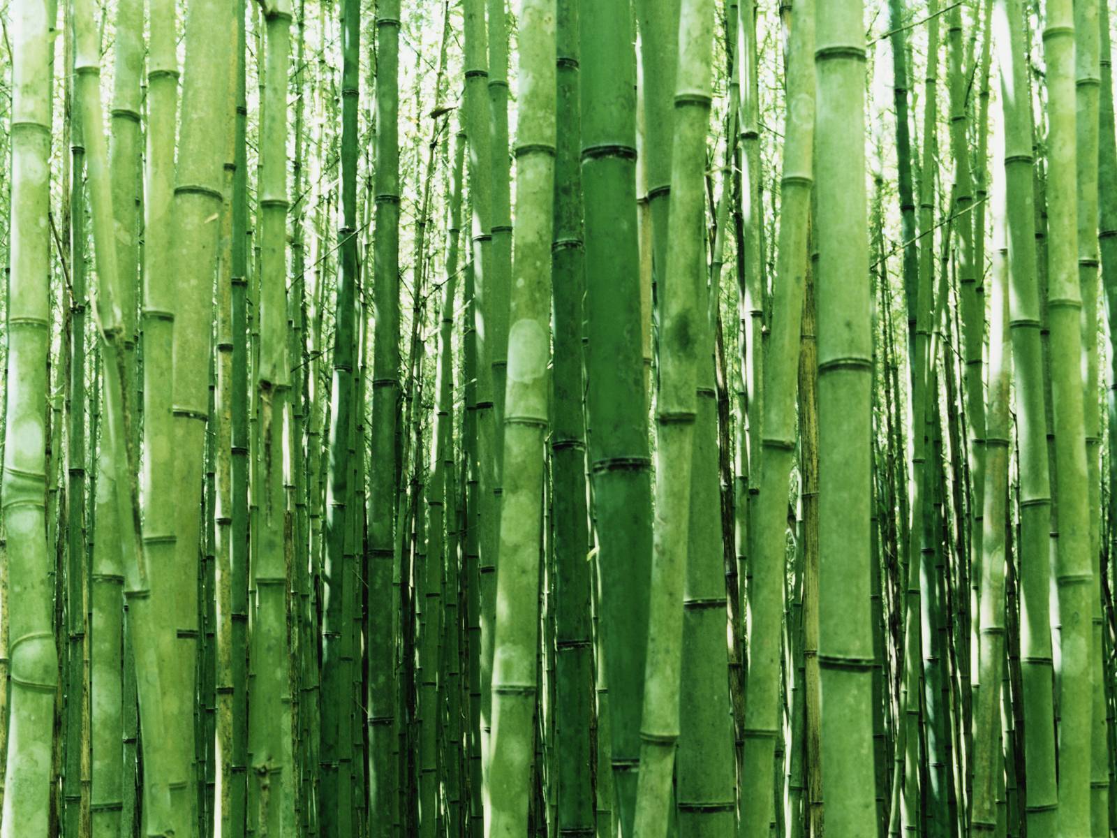 Best Bamboo Wallpapers