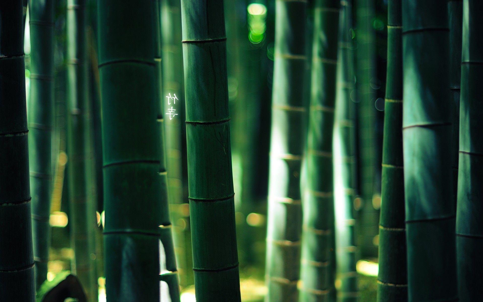 Best Bamboo Wallpapers