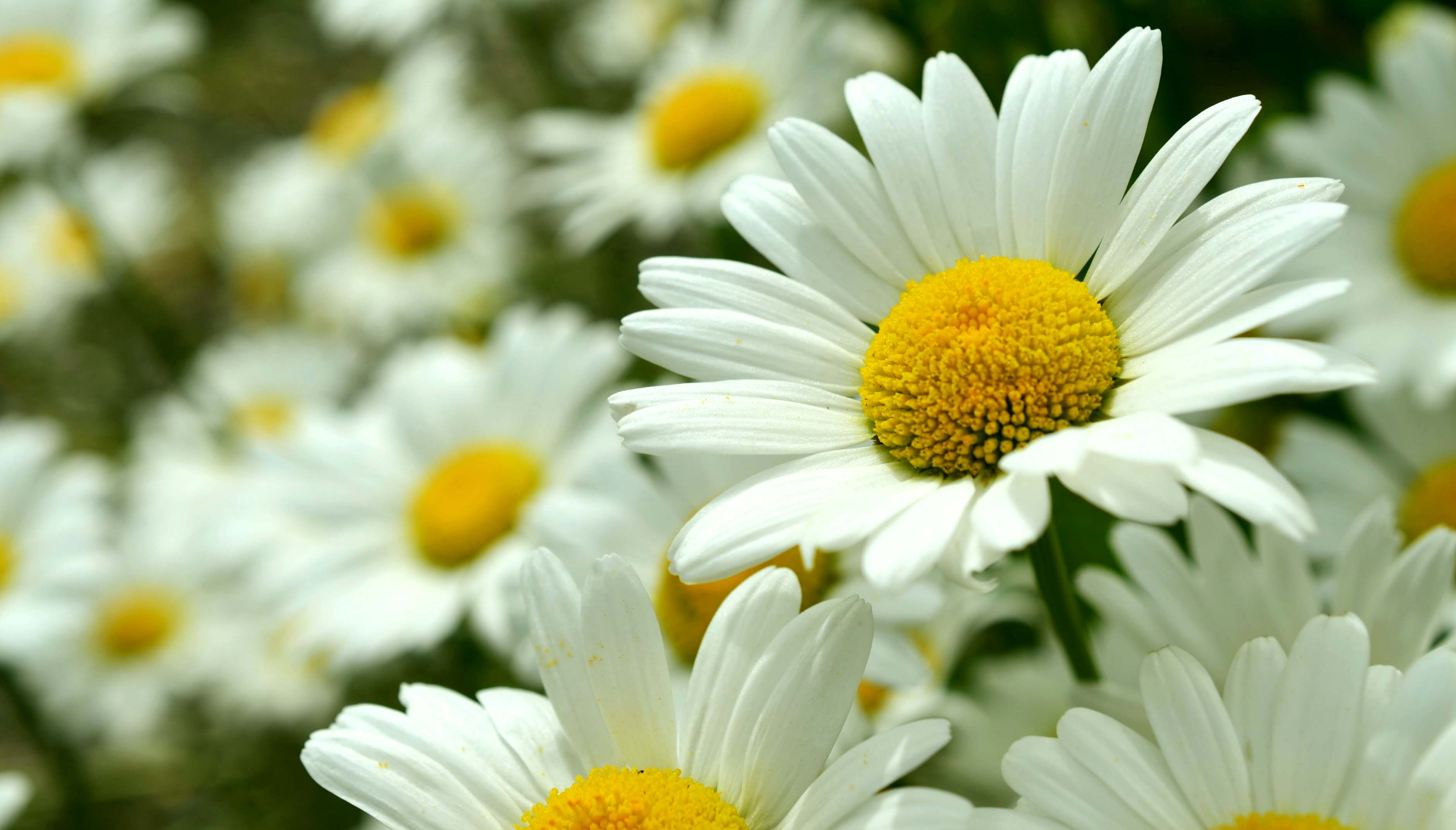 Best Daisies Backgrounds