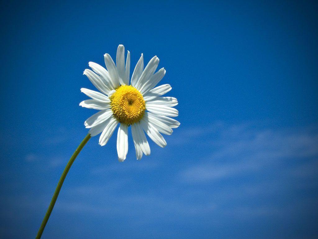 Best Daisies Backgrounds