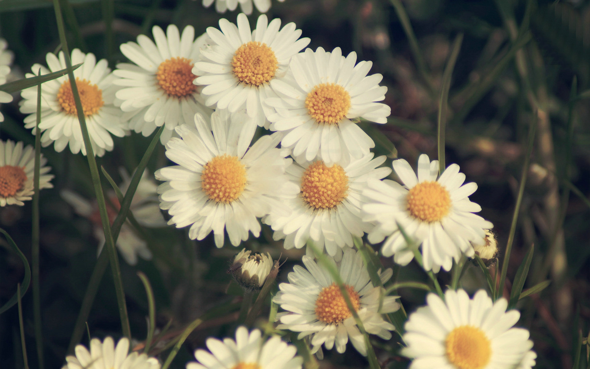 Best Daisies Backgrounds