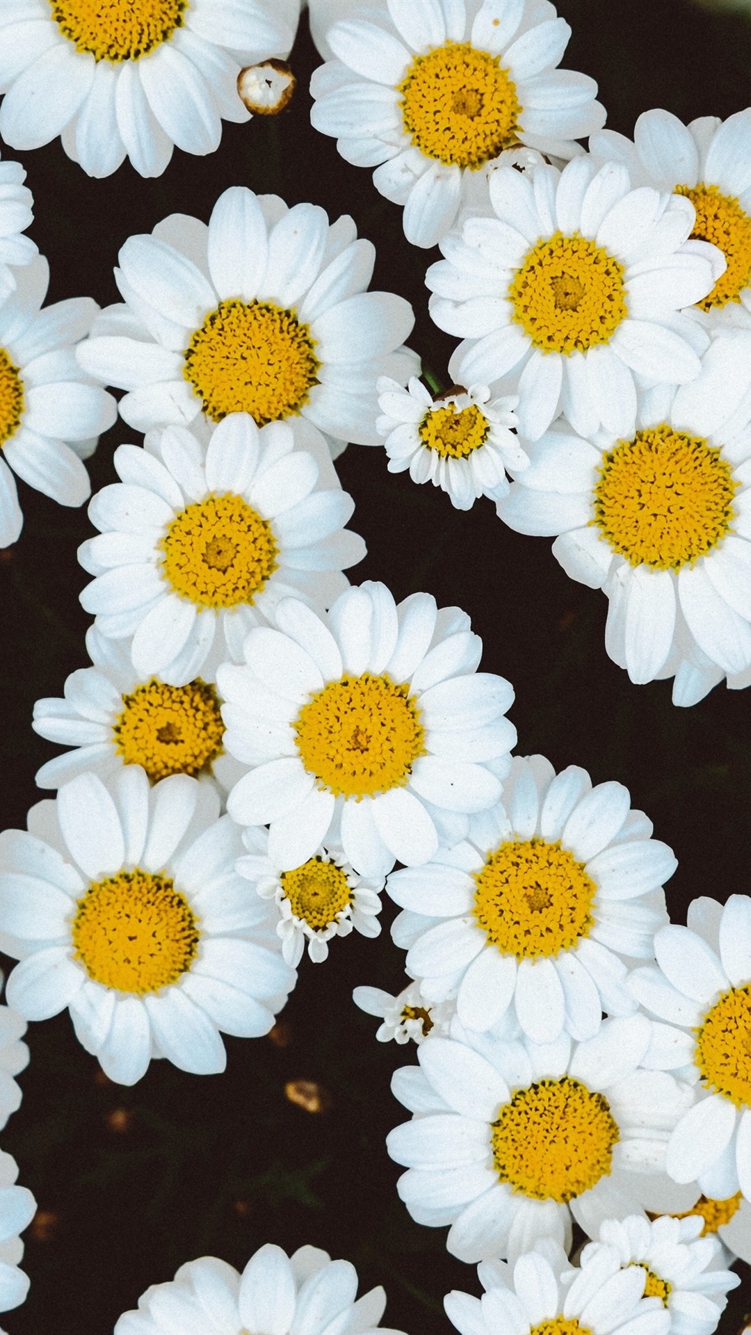 Best Daisies Backgrounds