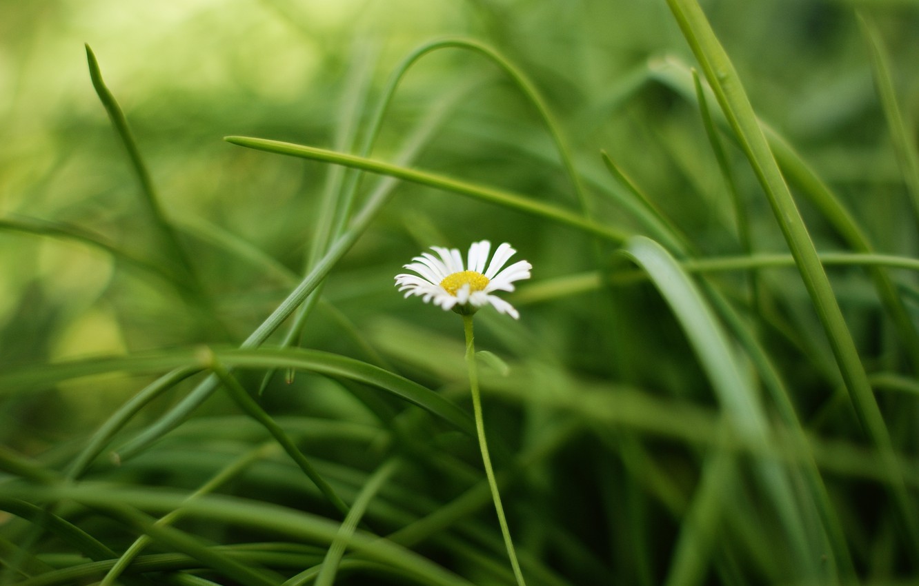 Best Daisies Backgrounds