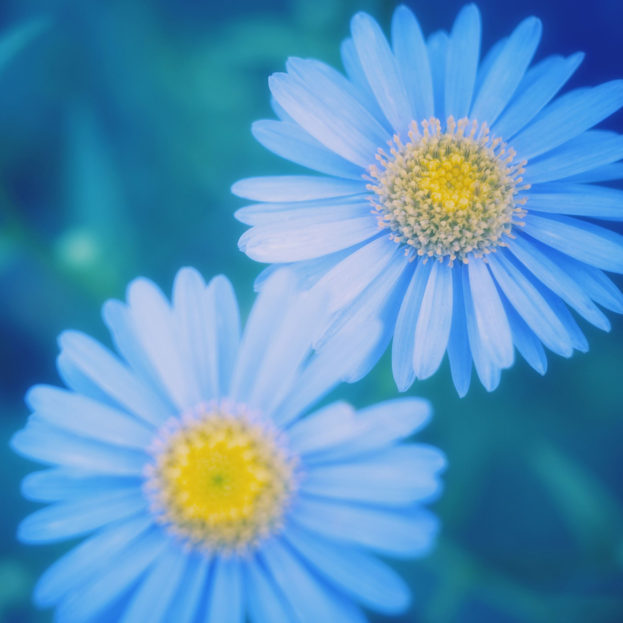 Best Daisies Backgrounds