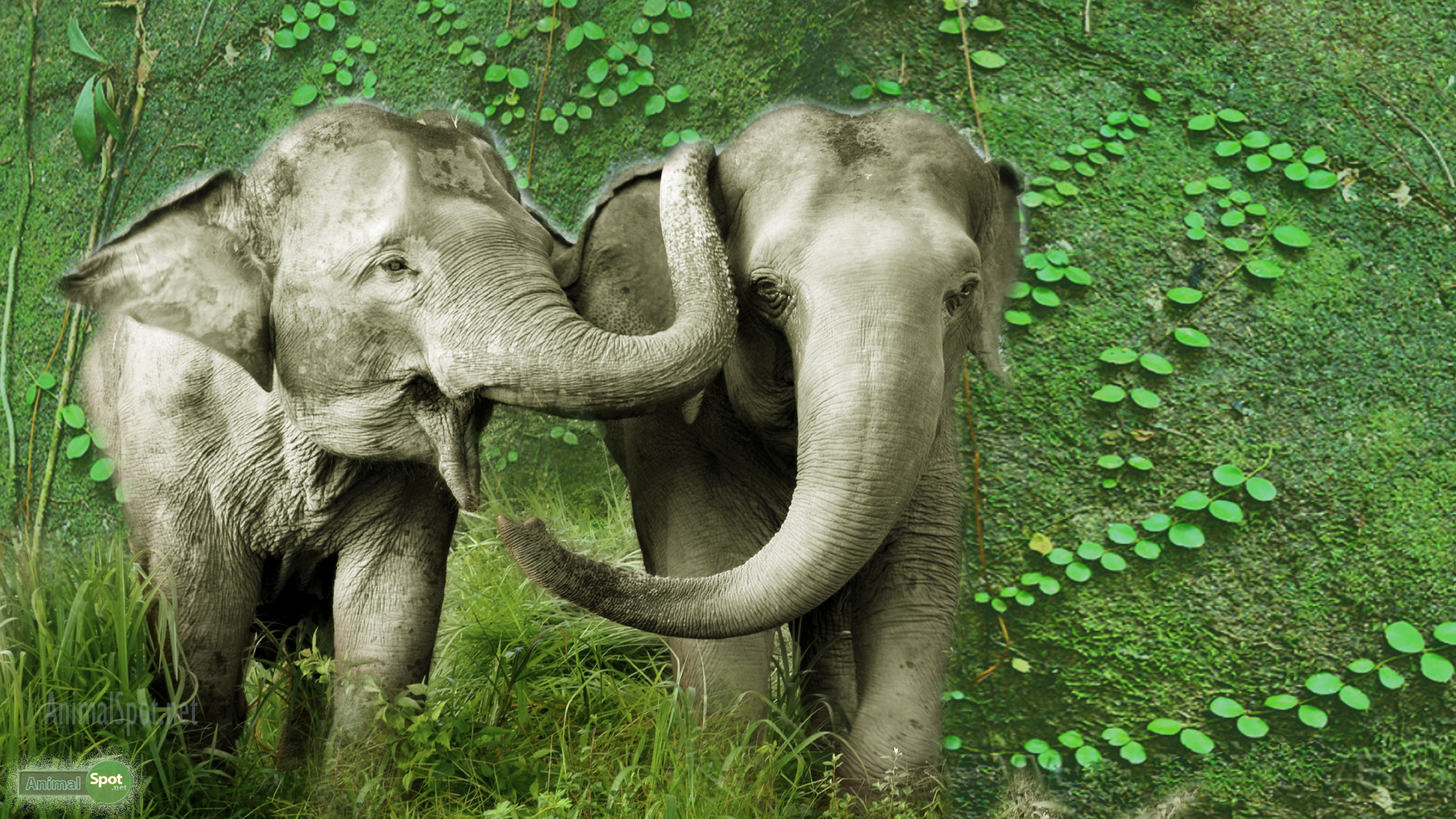 Best Elephant Background