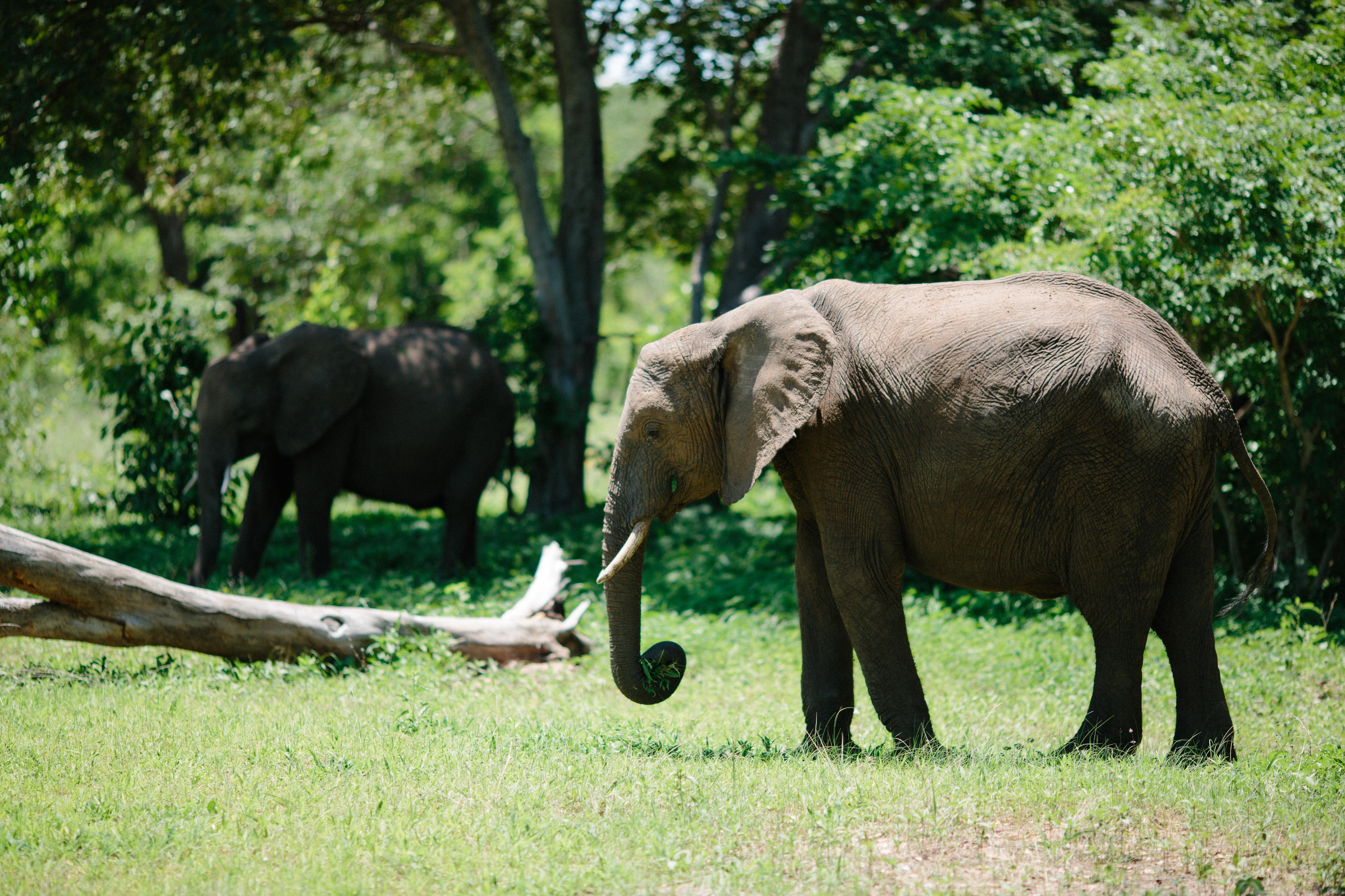 Best Elephant Background