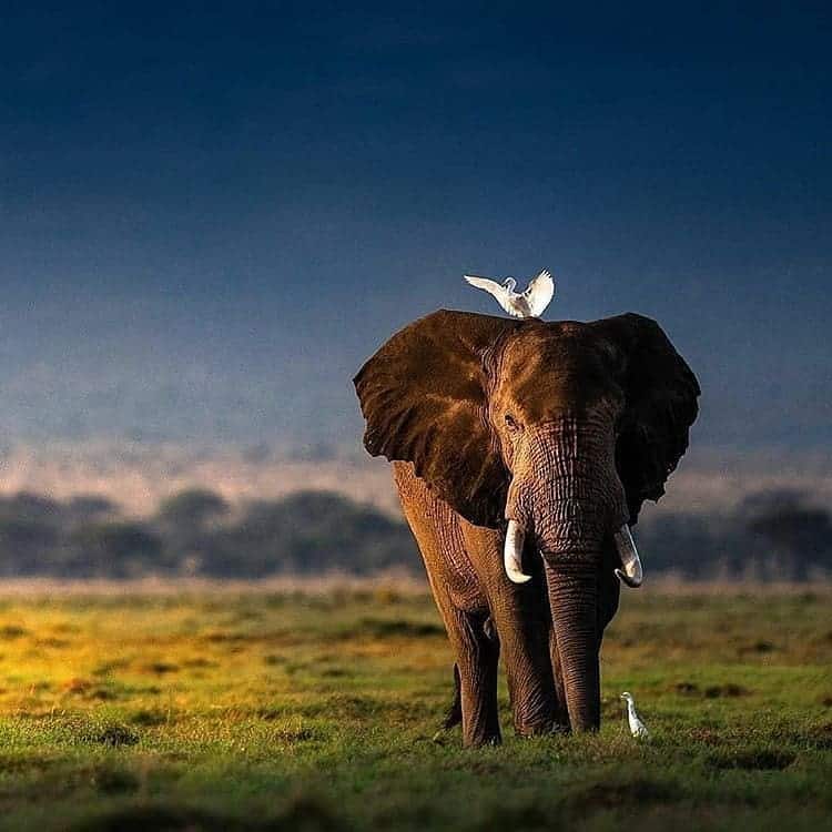 Best Elephant Background
