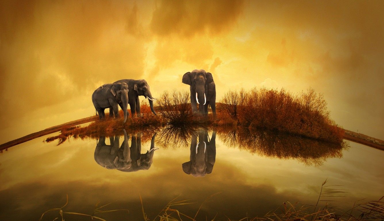 Best Elephant Background