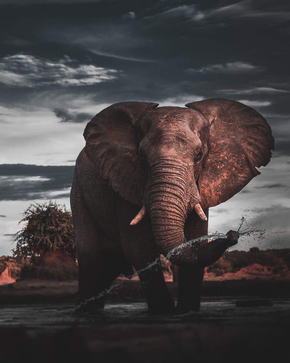 Best Elephant Wallpapers