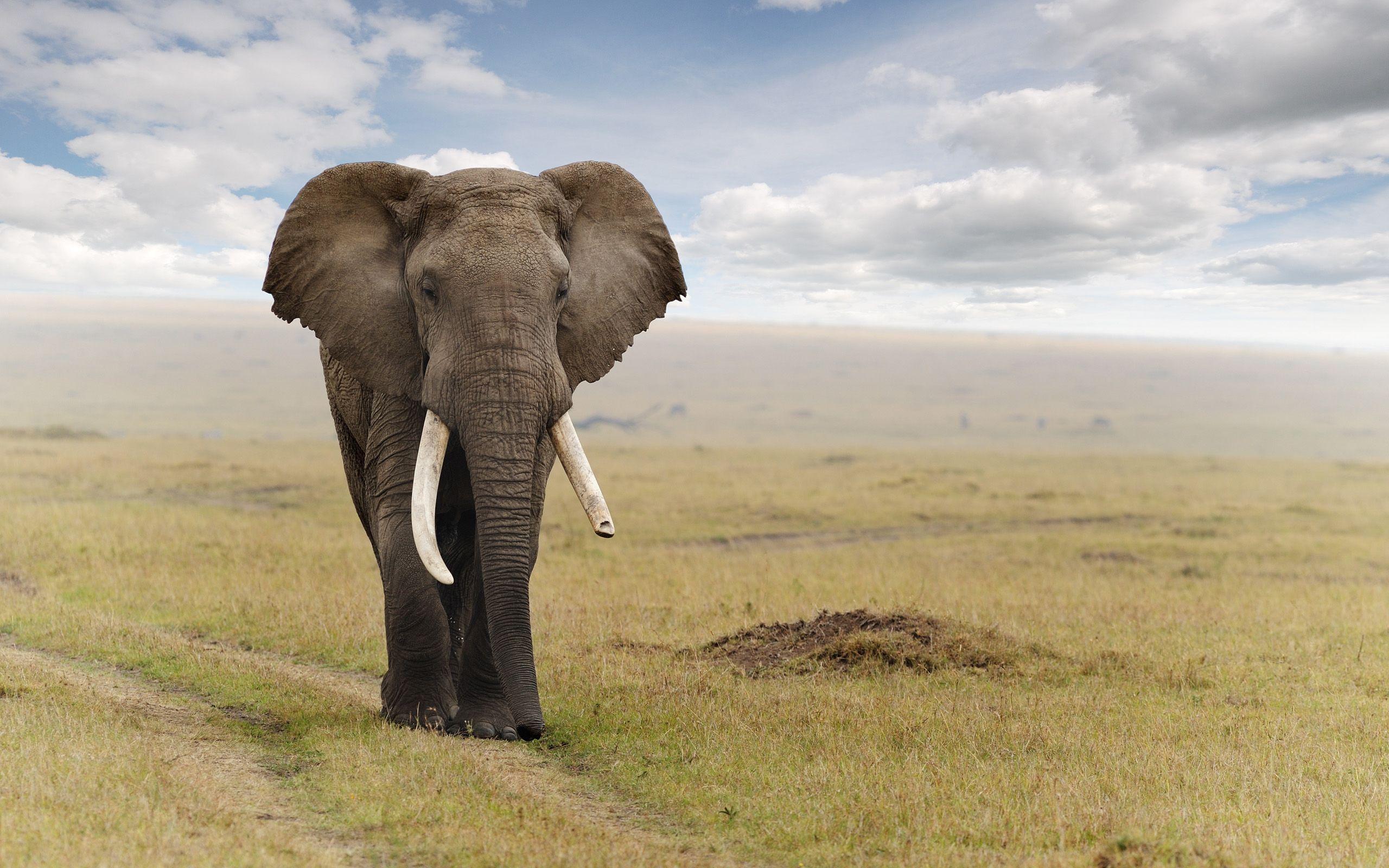 Best Elephant Wallpapers