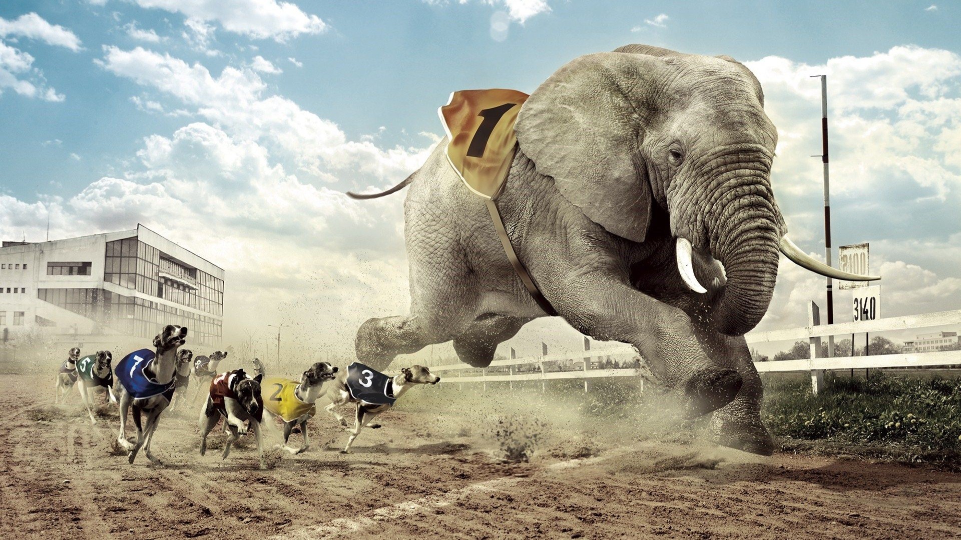 Best Elephant Wallpapers