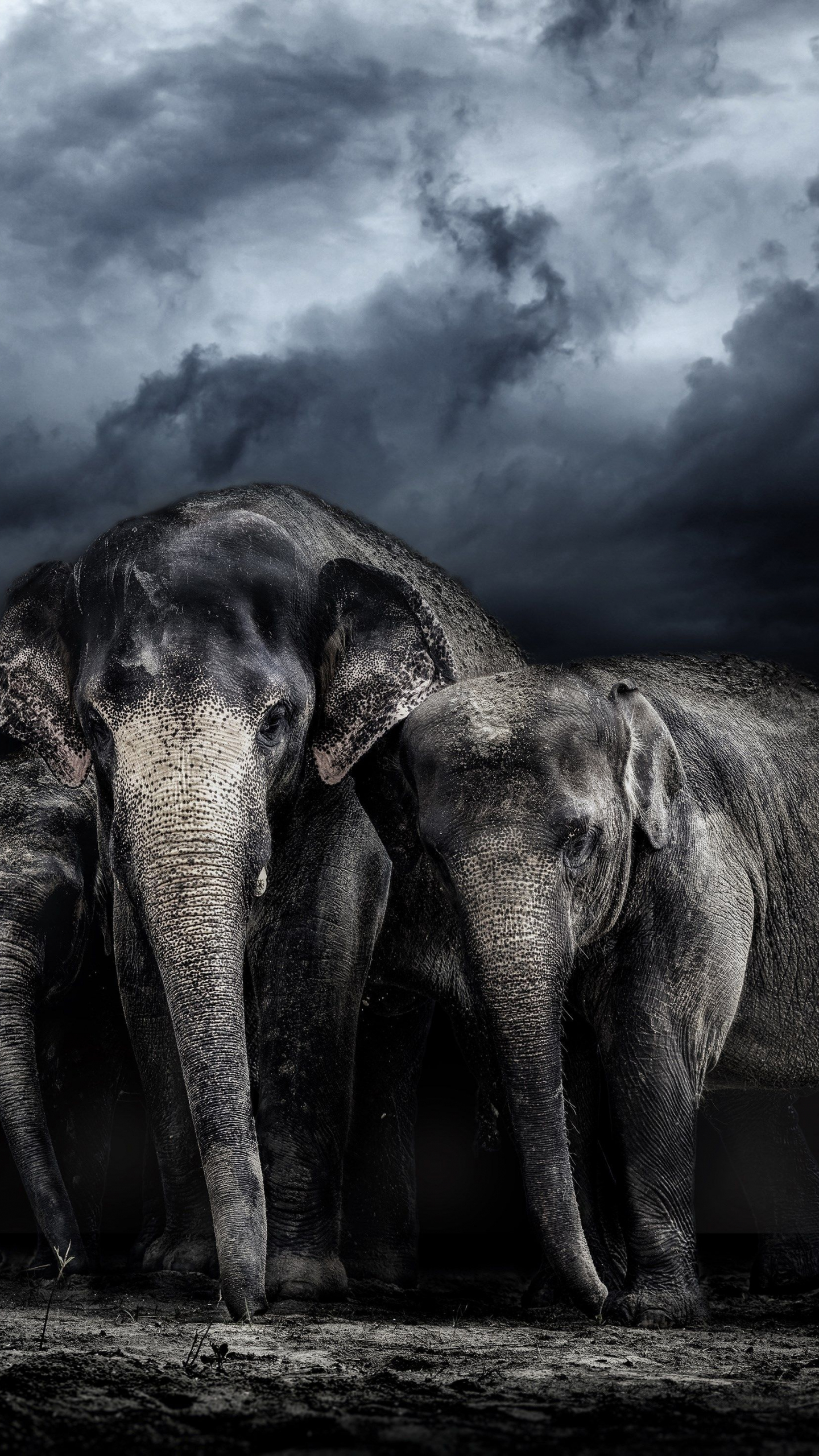 Best Elephant Wallpapers