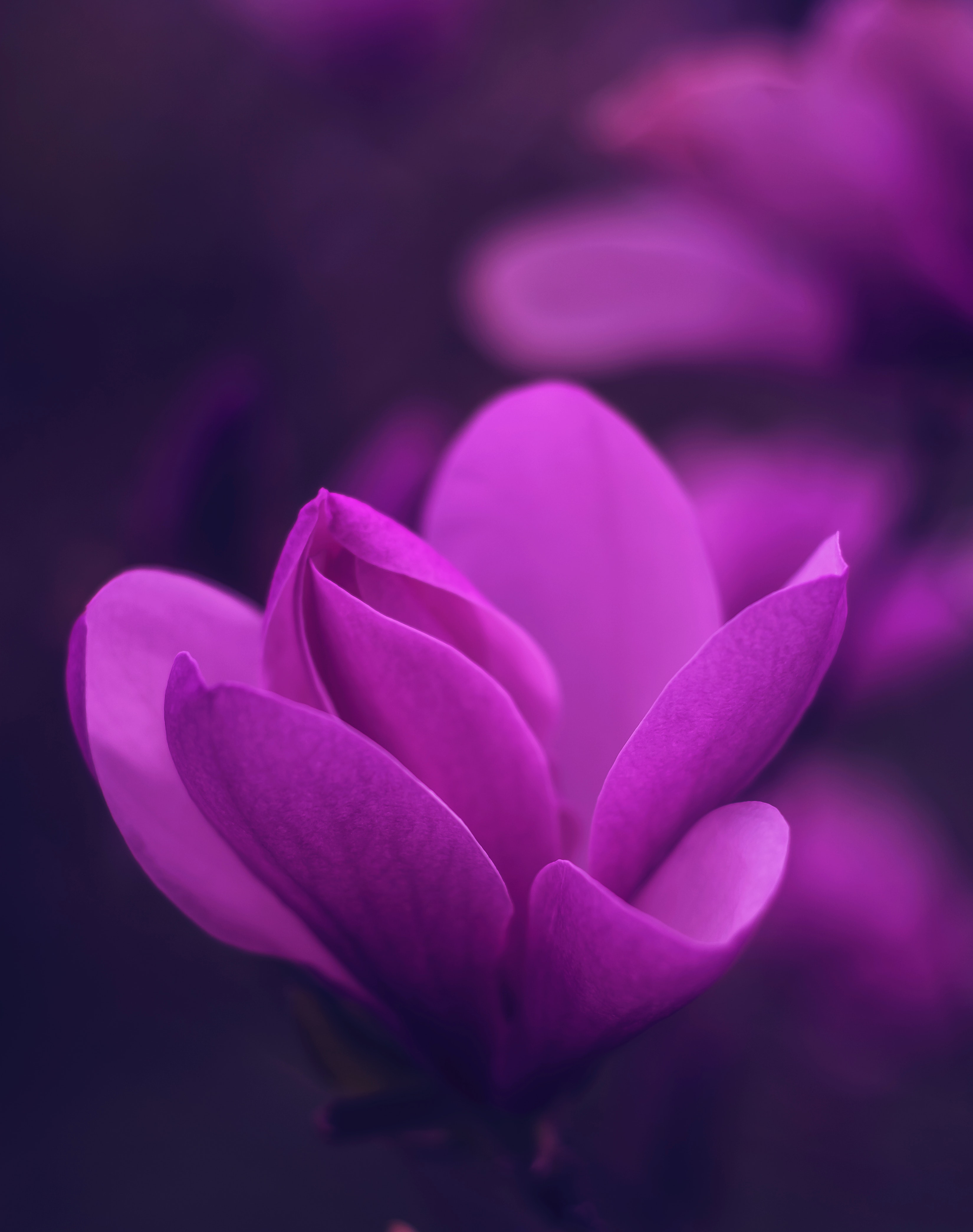 Best Purple Wallpapers