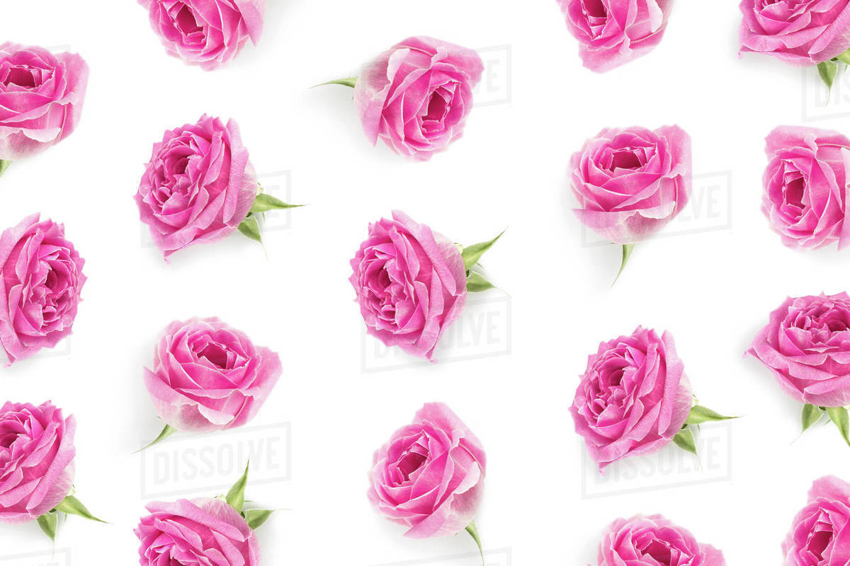 Best Roses Background