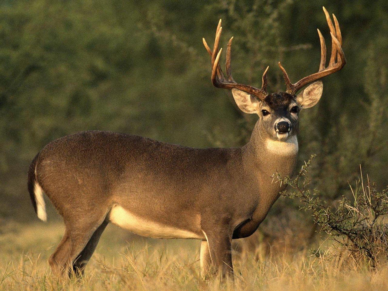 Big Buck Wallpapers