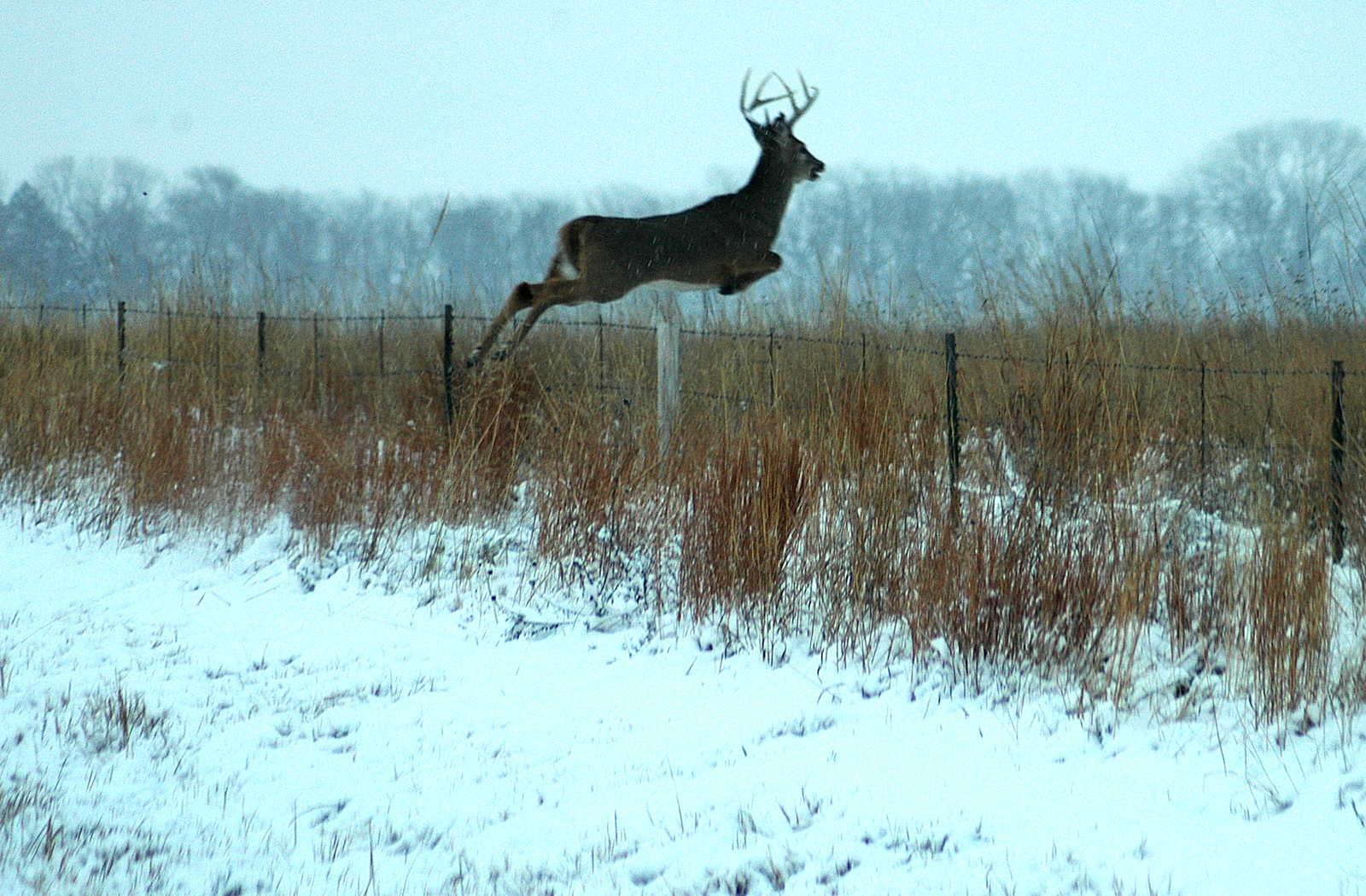 Big Buck Wallpapers