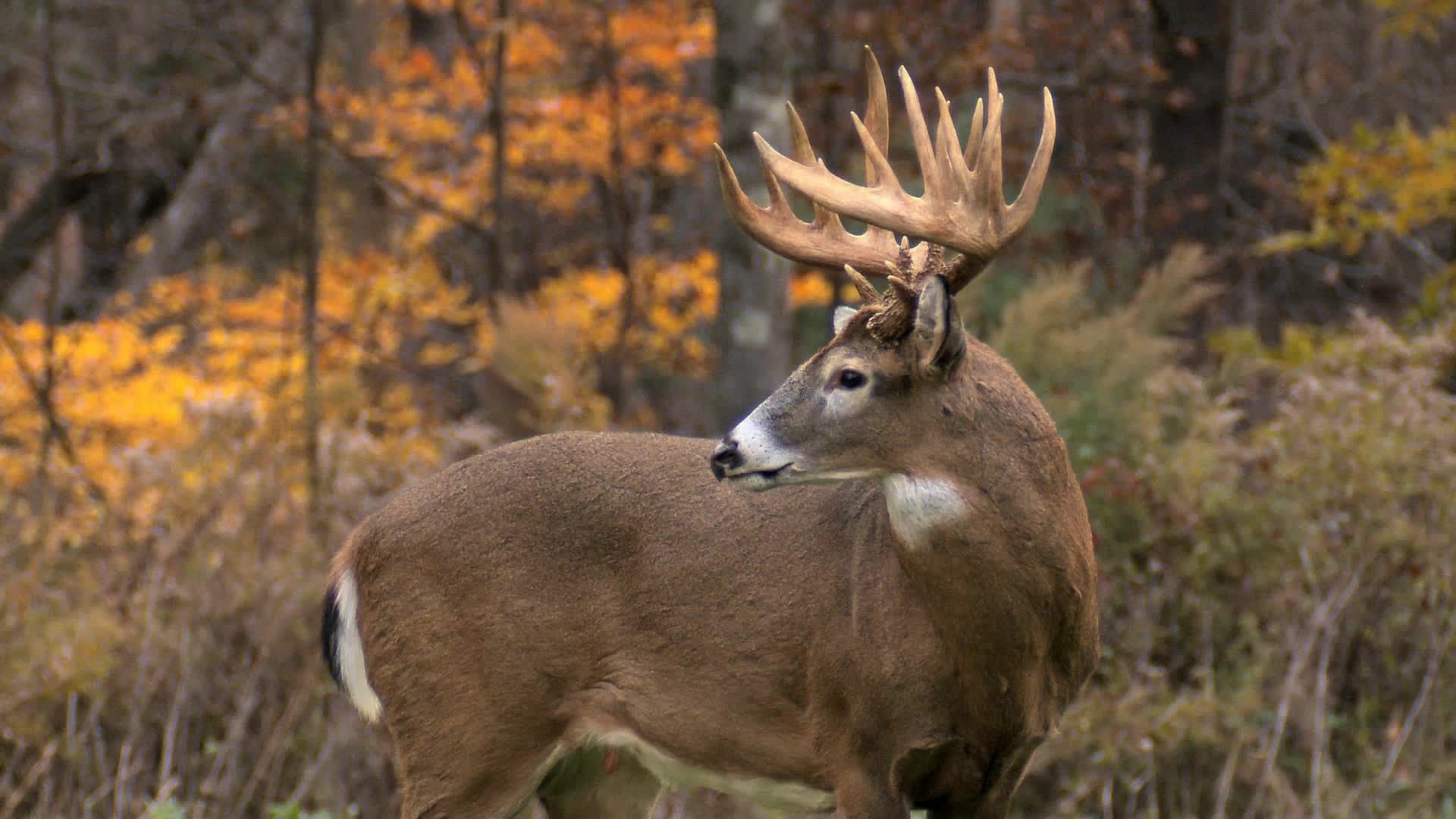 Big Buck Wallpapers