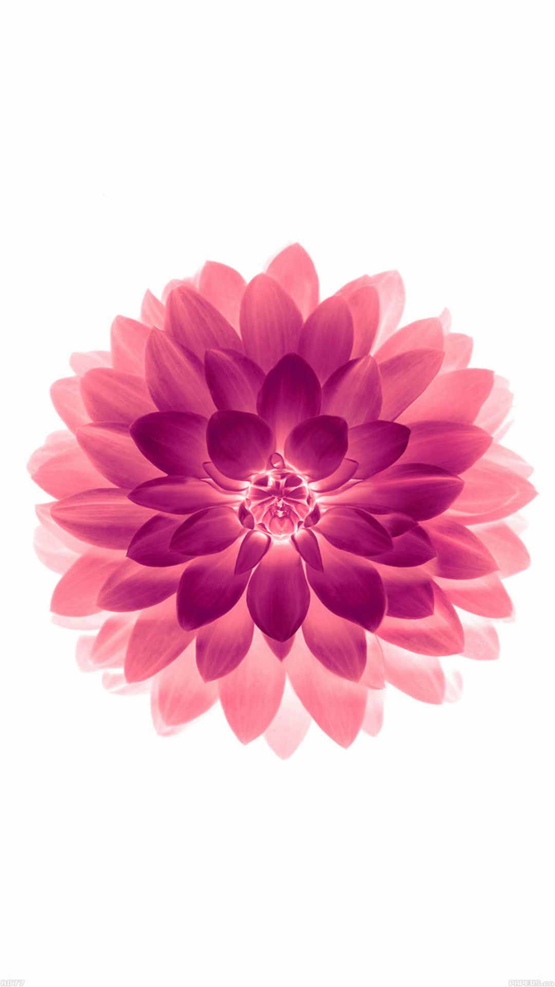 Big Flower Background