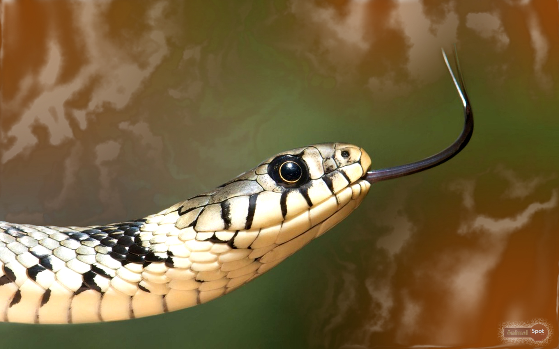 Big Snake Photos Wallpapers