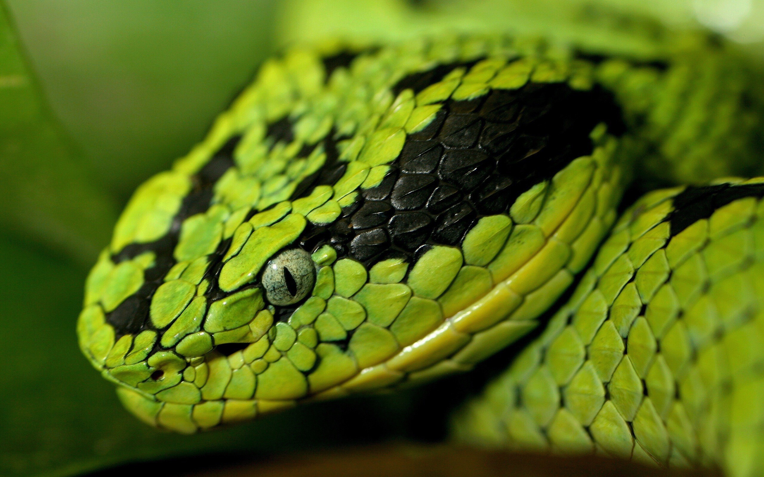 Big Snake Photos Wallpapers