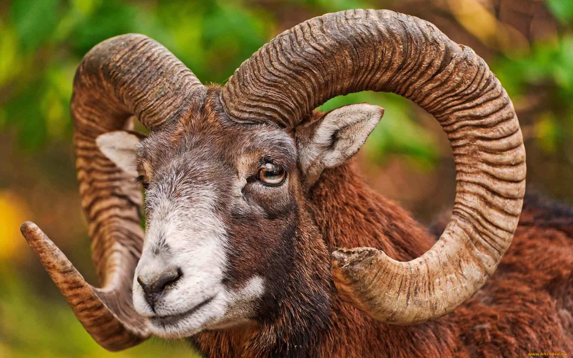 Bighorn Sheep Wallpapers