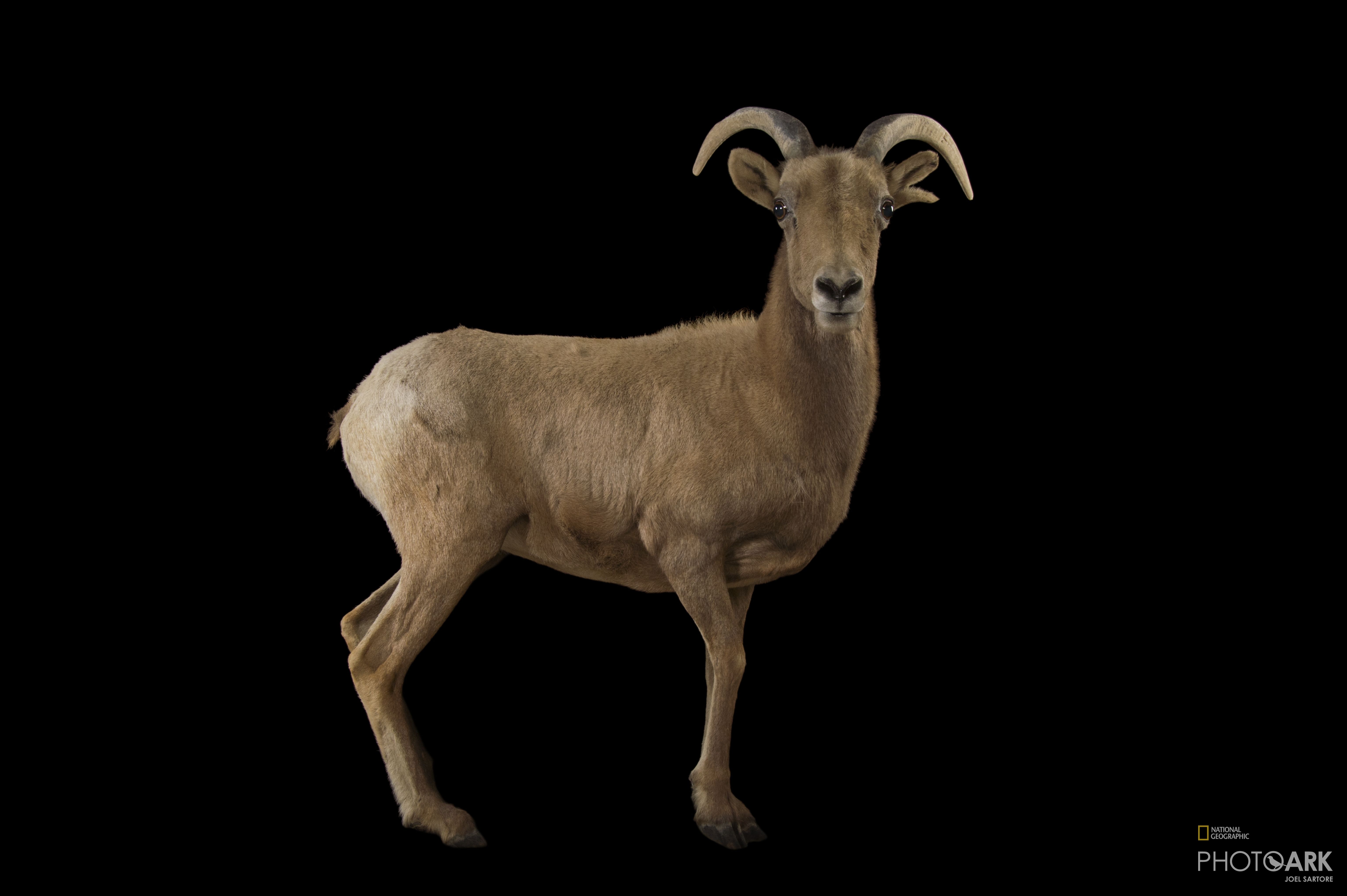 Bighorn Sheep Wallpapers