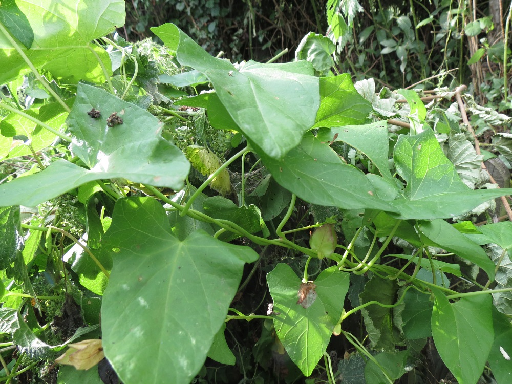 Bindweed Wallpapers