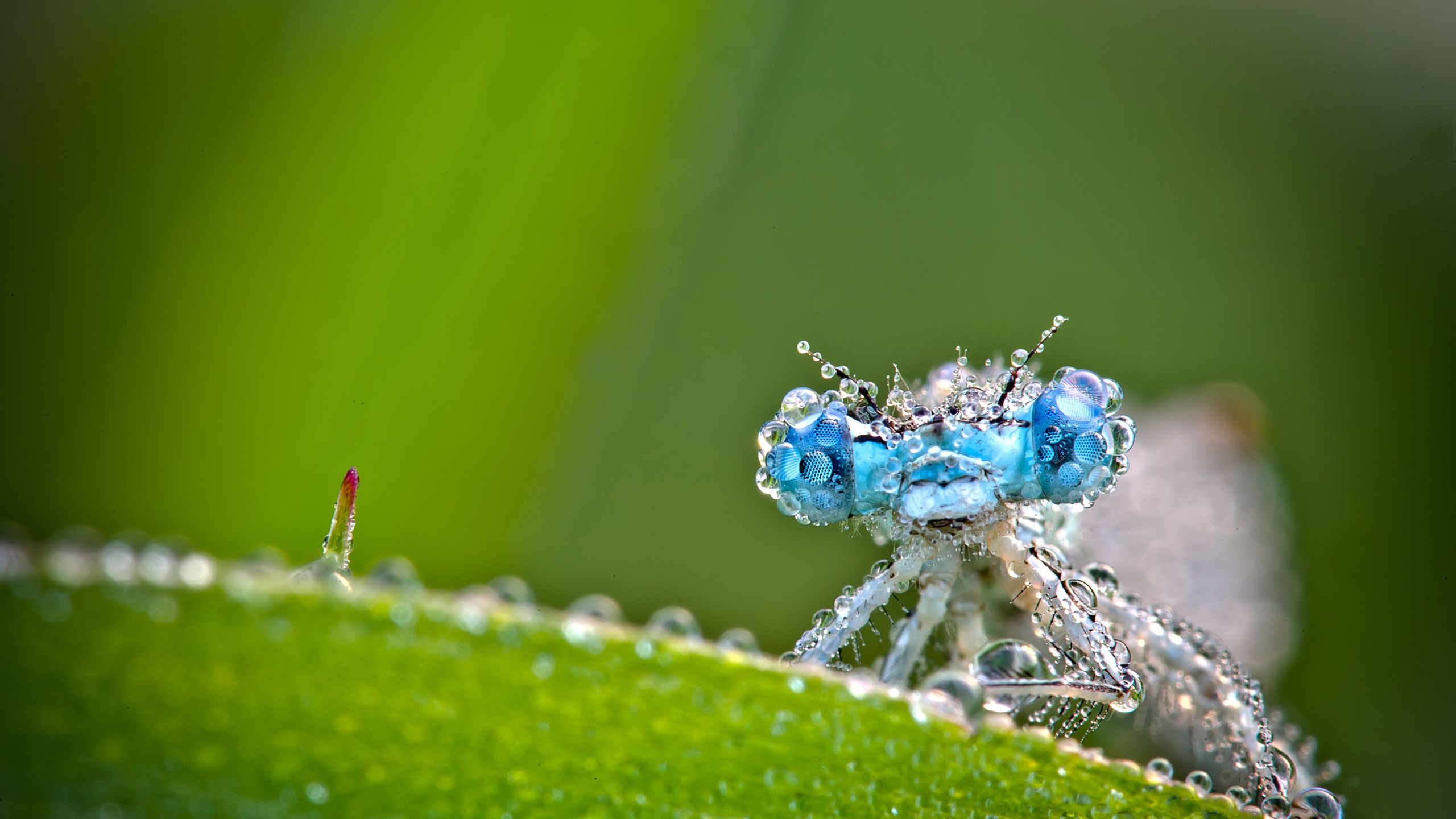 Biology For Desktop Wallpapers