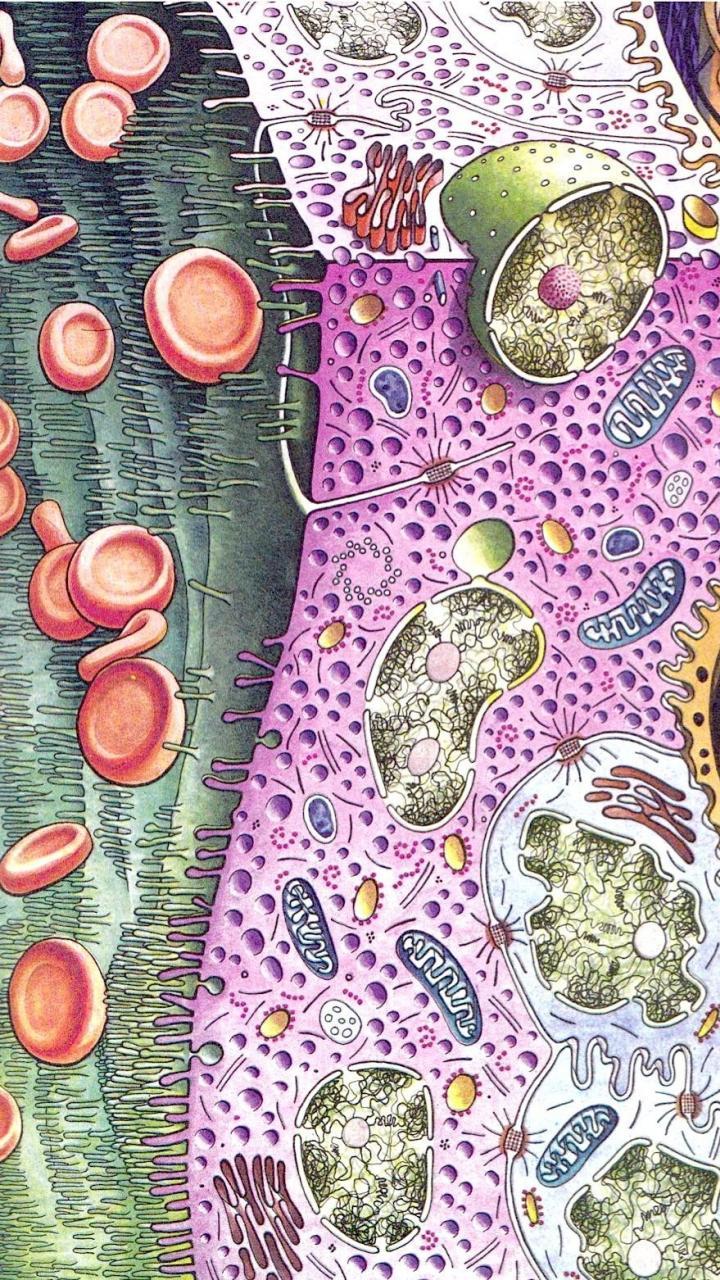 Biology Iphone Wallpapers