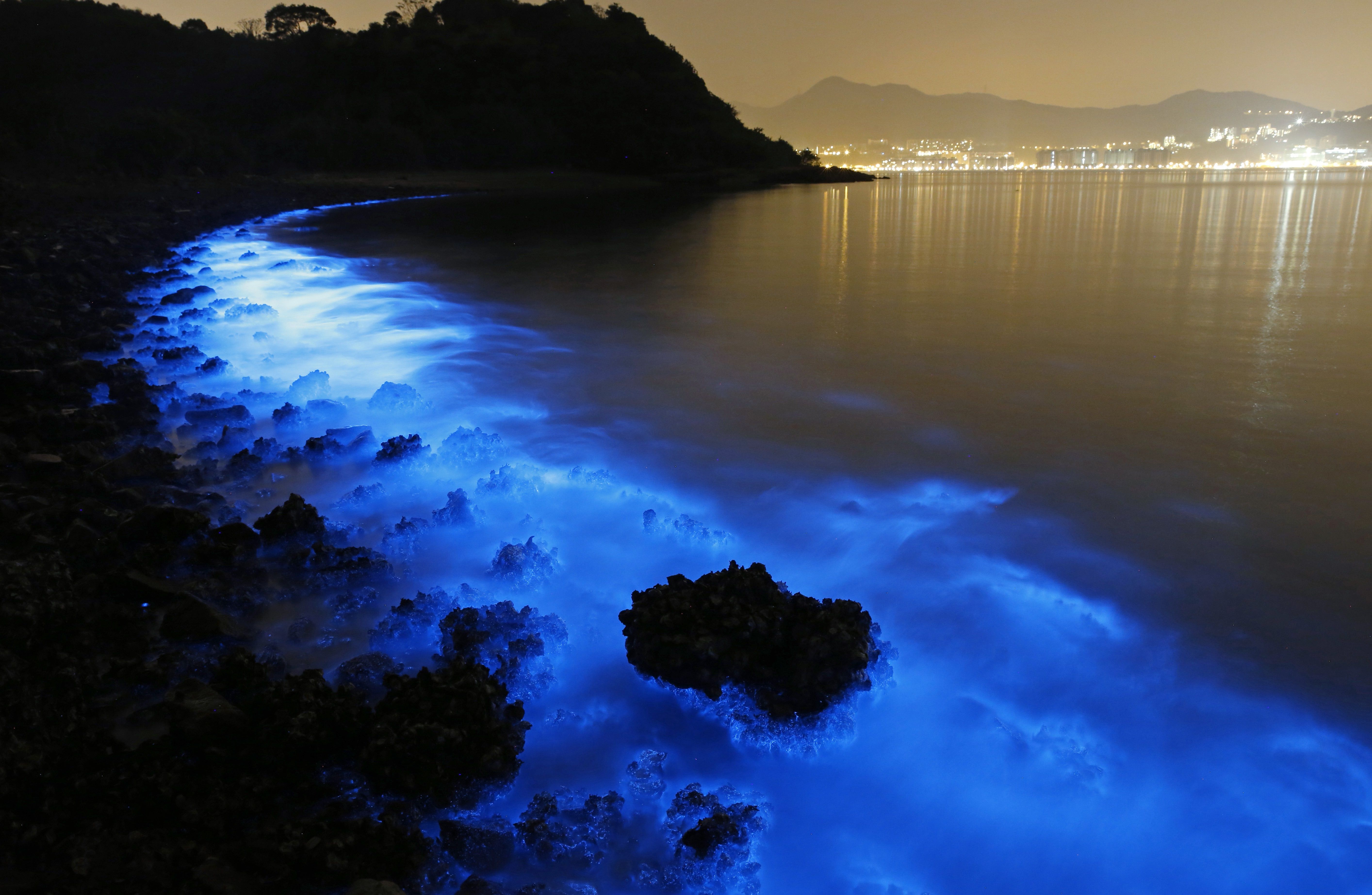 Bioluminescence Wallpapers