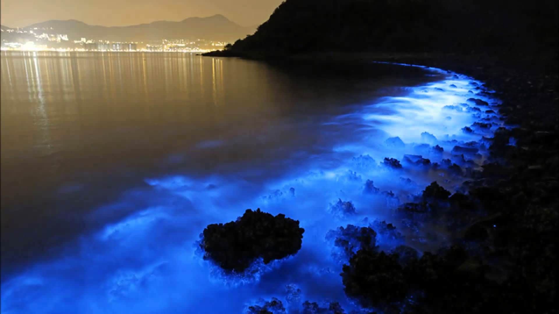 Bioluminescence Wallpapers