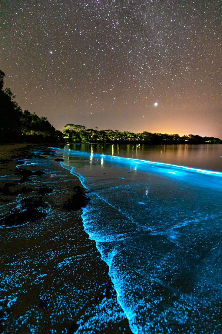 Bioluminescence Wallpapers