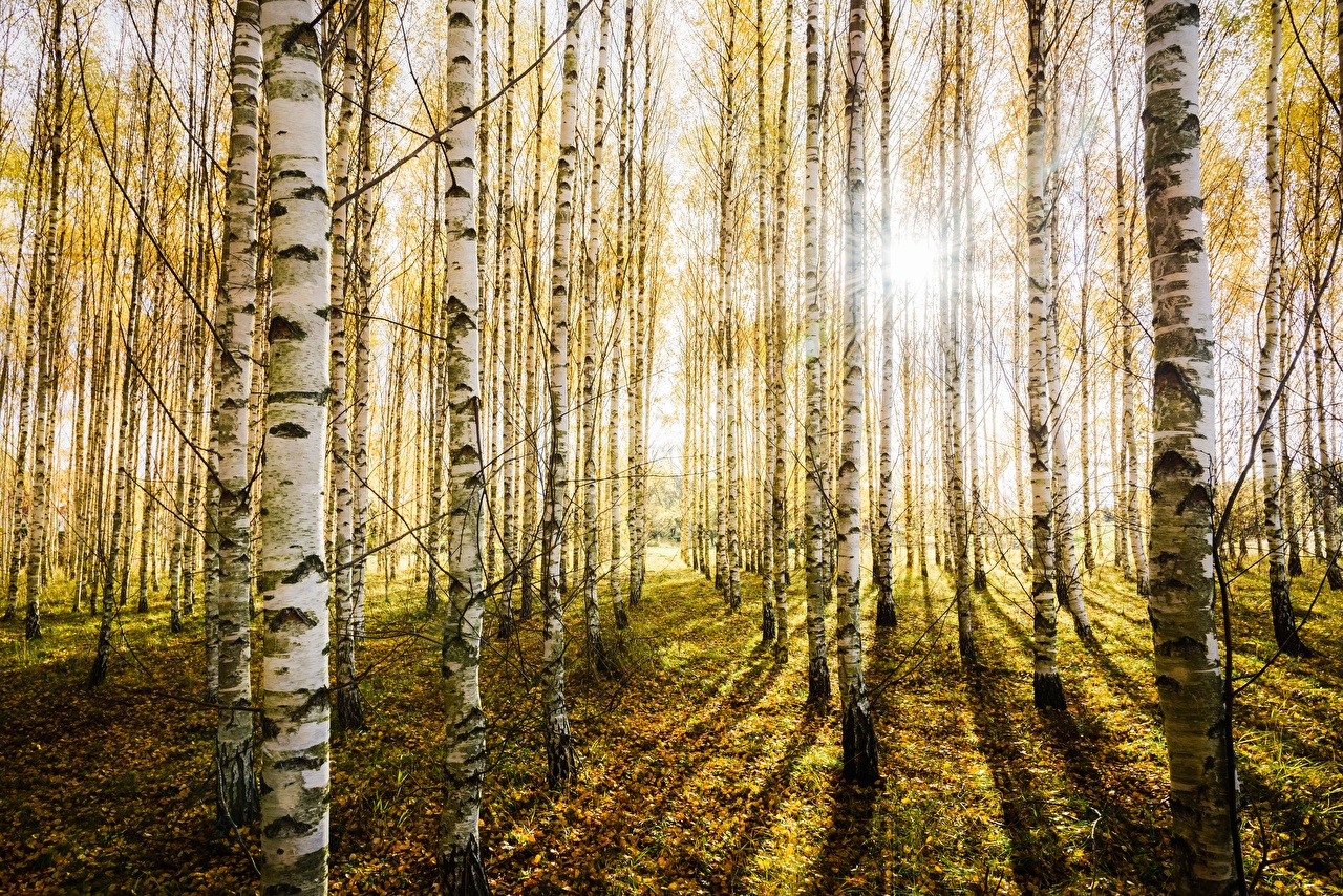 Birch Tree Forest Wallpapers