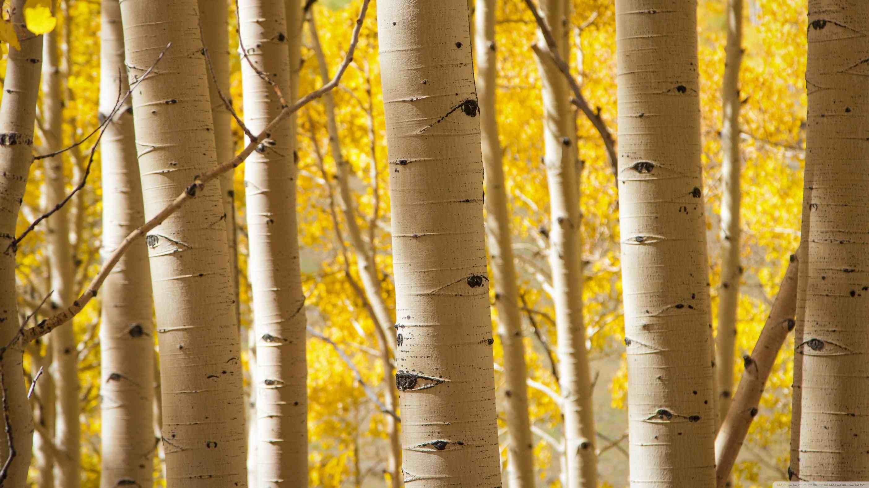 Birch Tree Forest Wallpapers