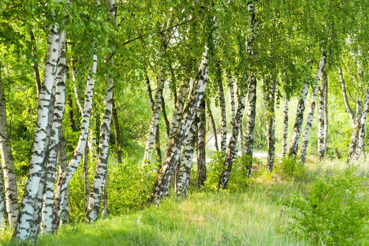 Birch Tree Forest Wallpapers