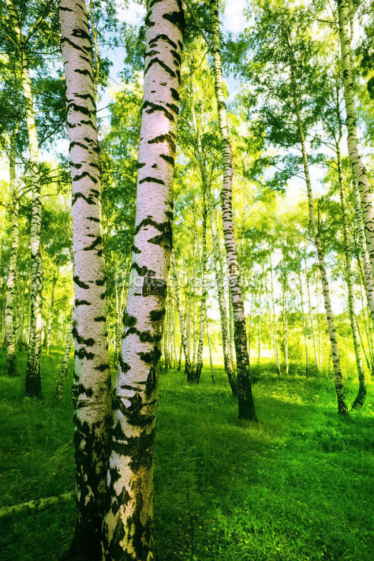 Birch Tree Forest Wallpapers
