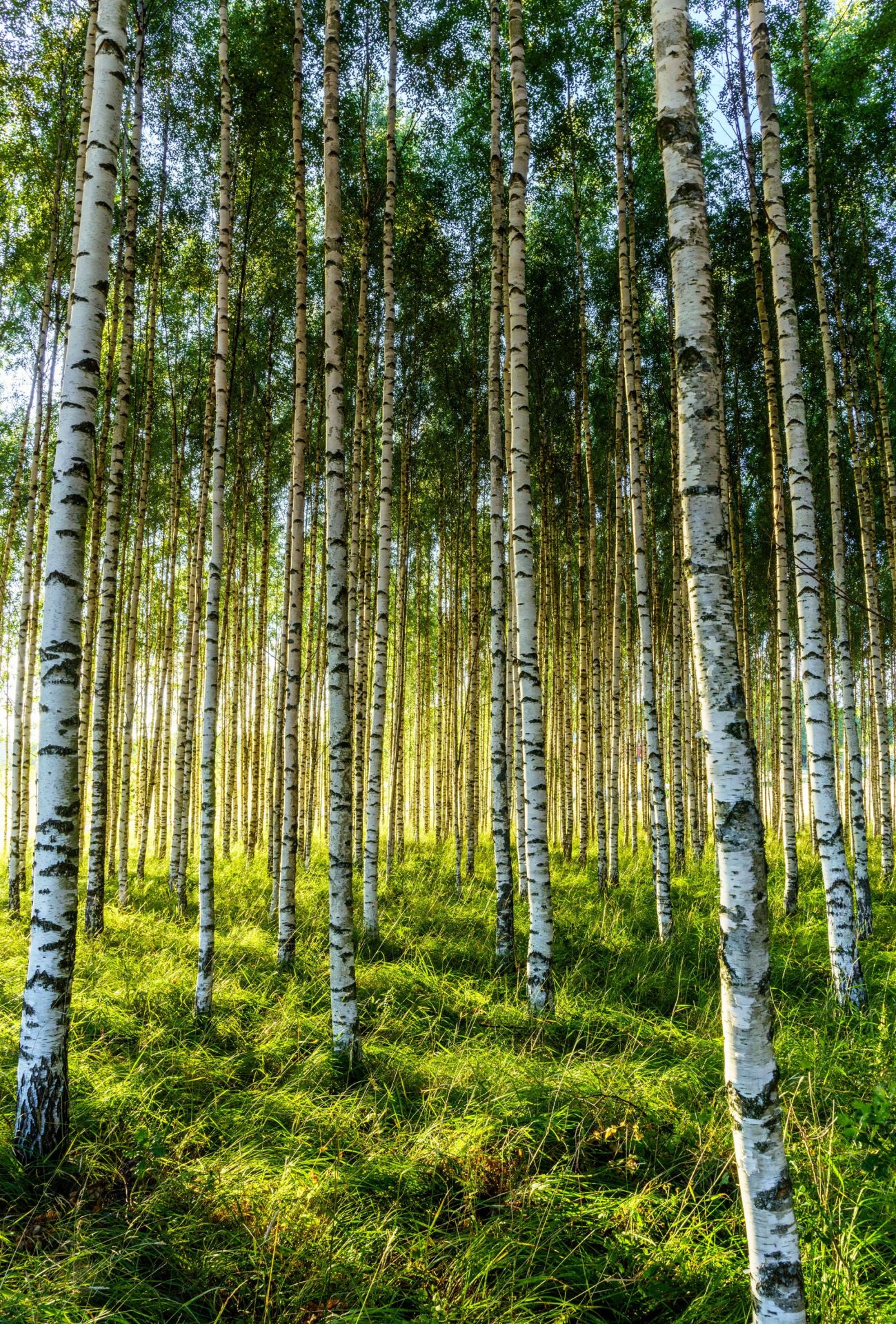 Birch Tree Forest Wallpapers