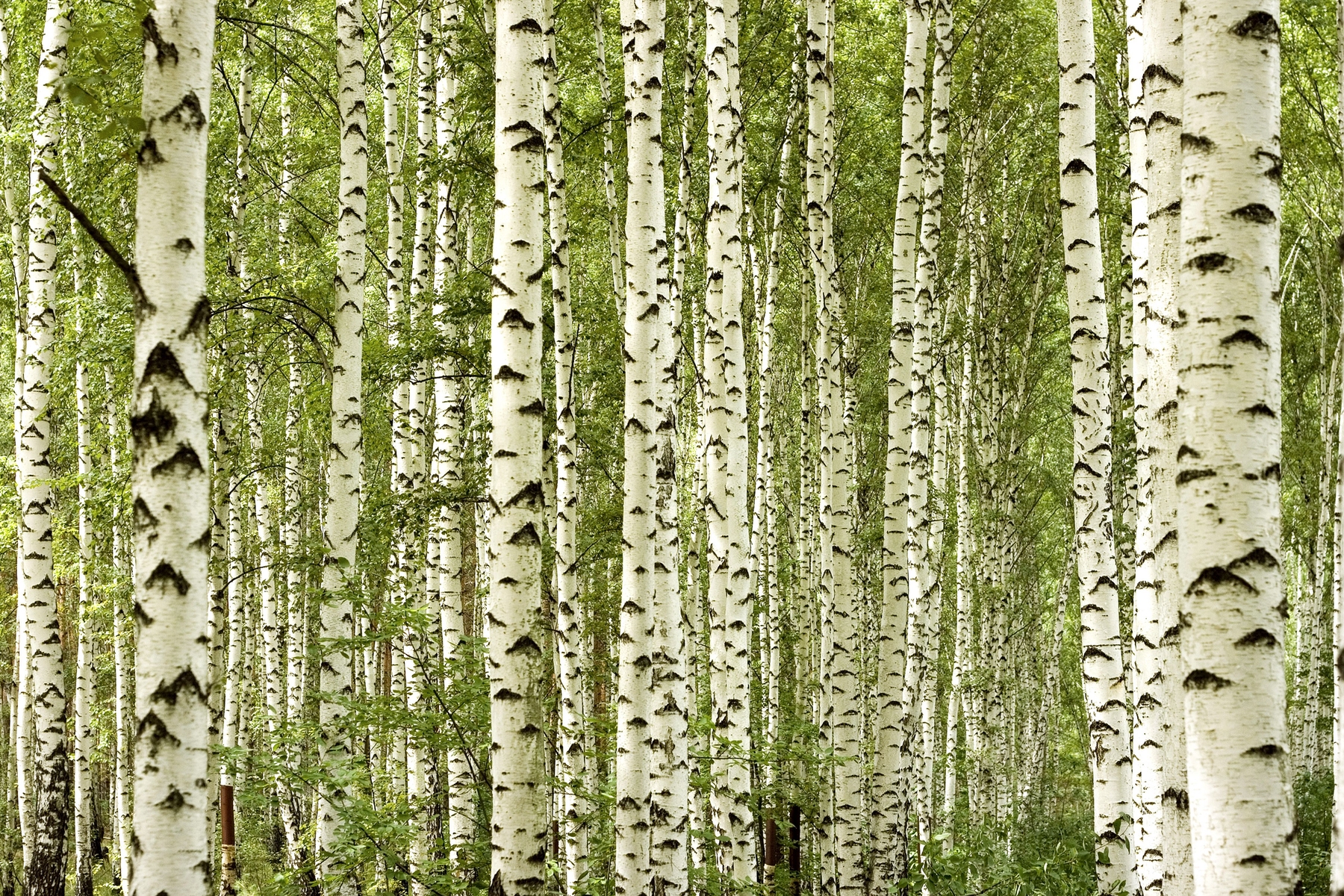 Birch Tree Wallpapers