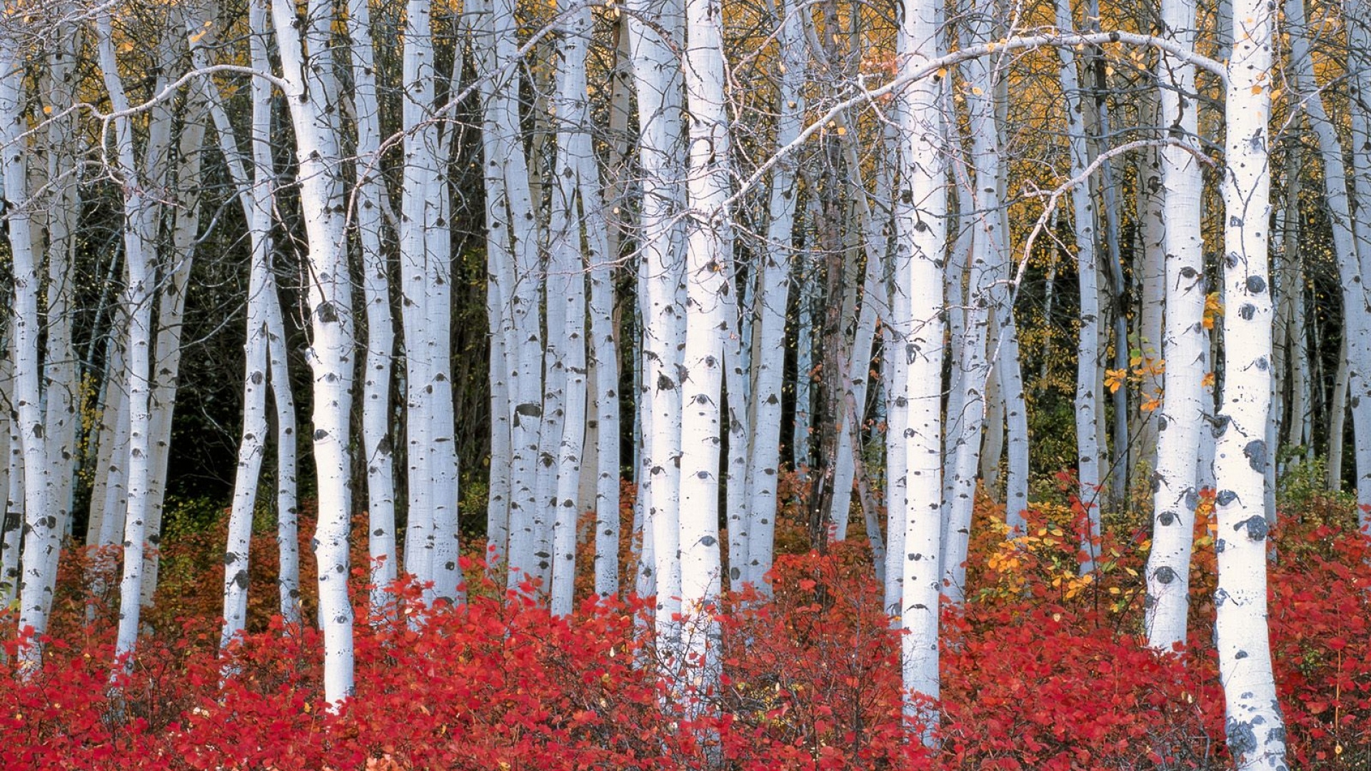 Birch Tree Wallpapers