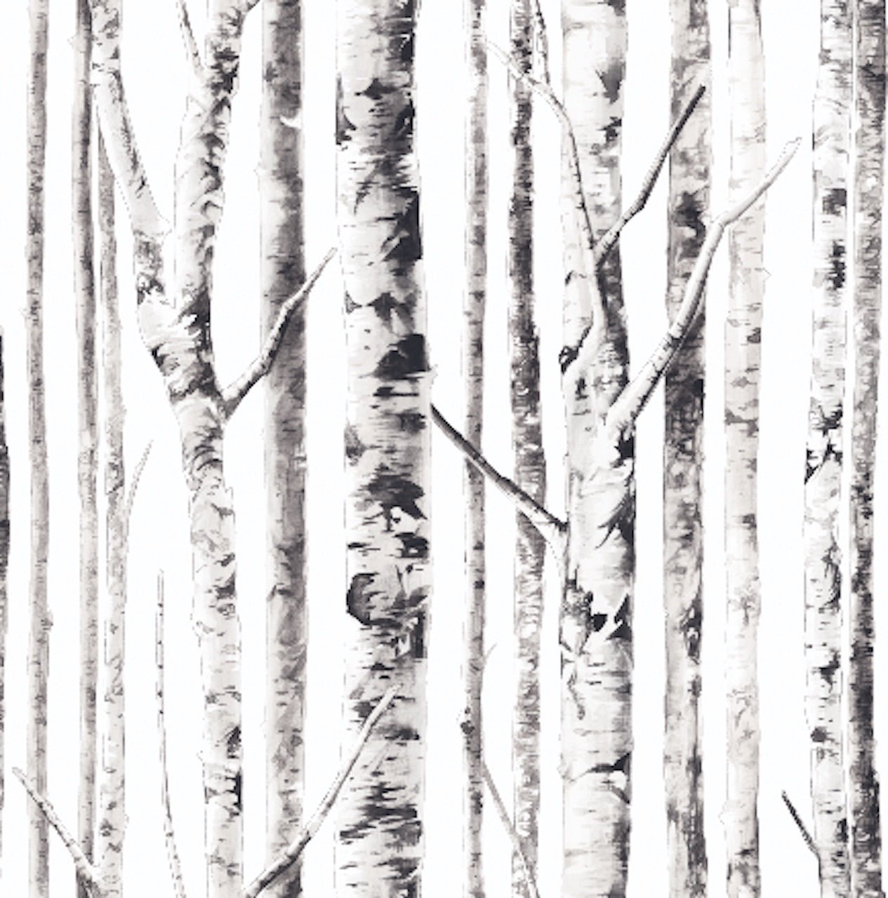 Birch Tree Wallpapers