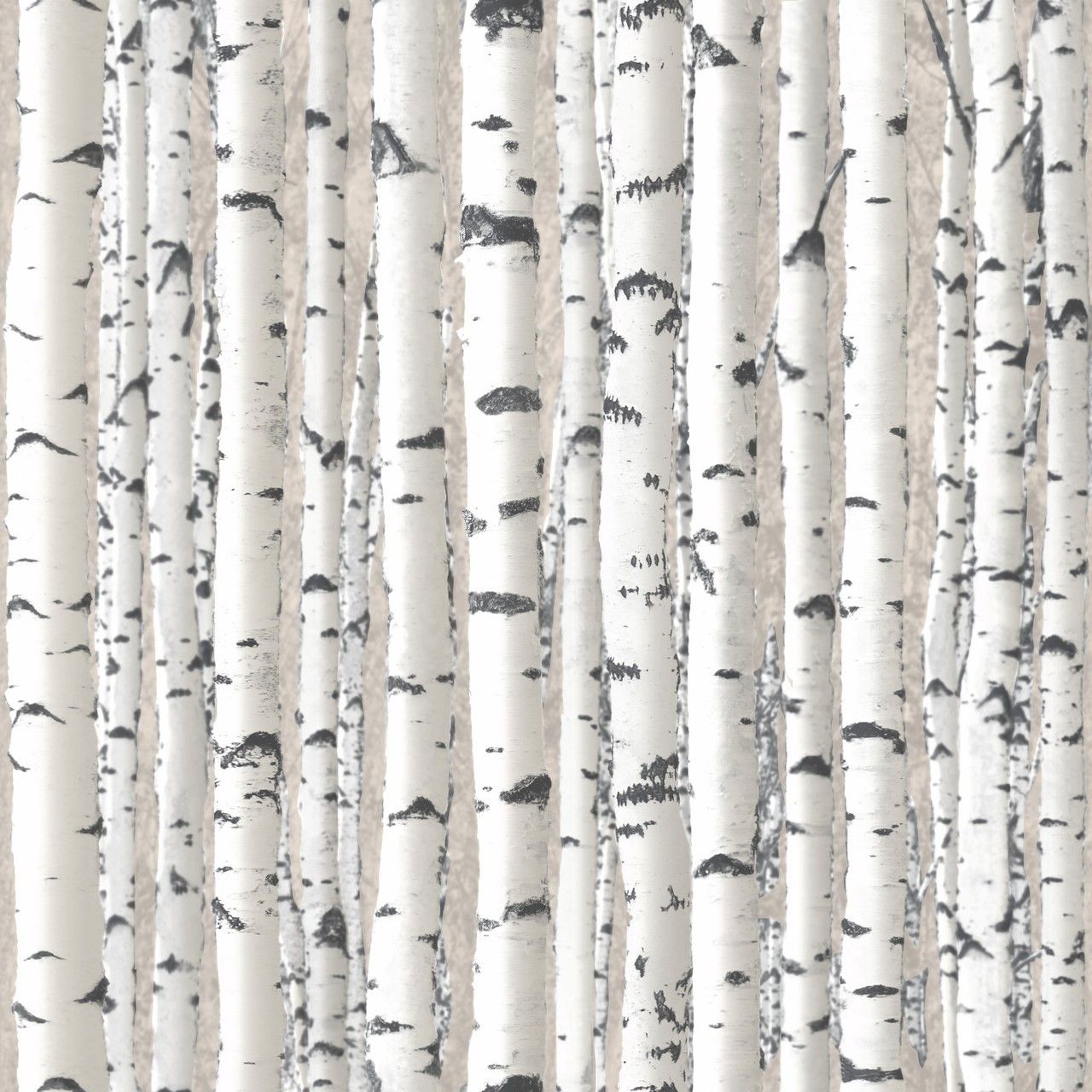 Birch Tree Wallpapers