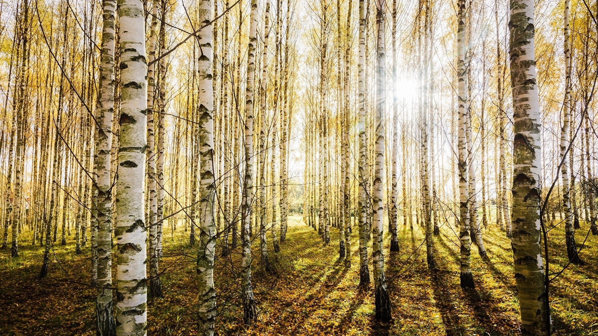 Birch Tree Wallpapers