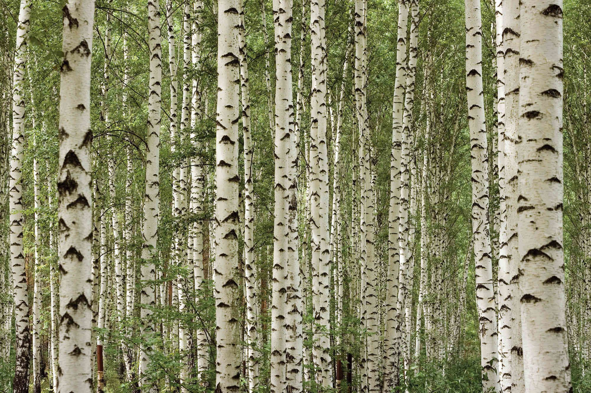 Birch Wallpapers