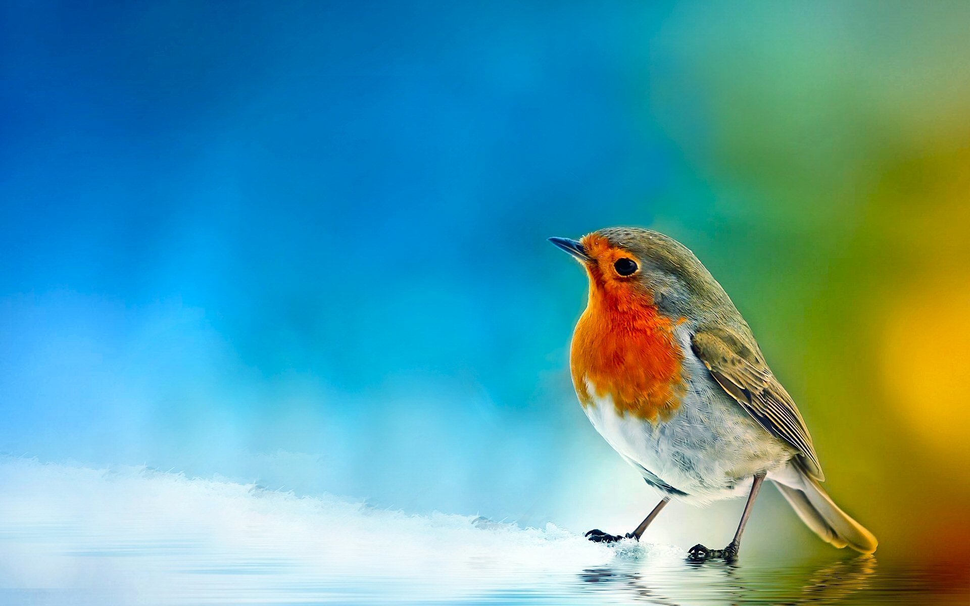 Bird Background