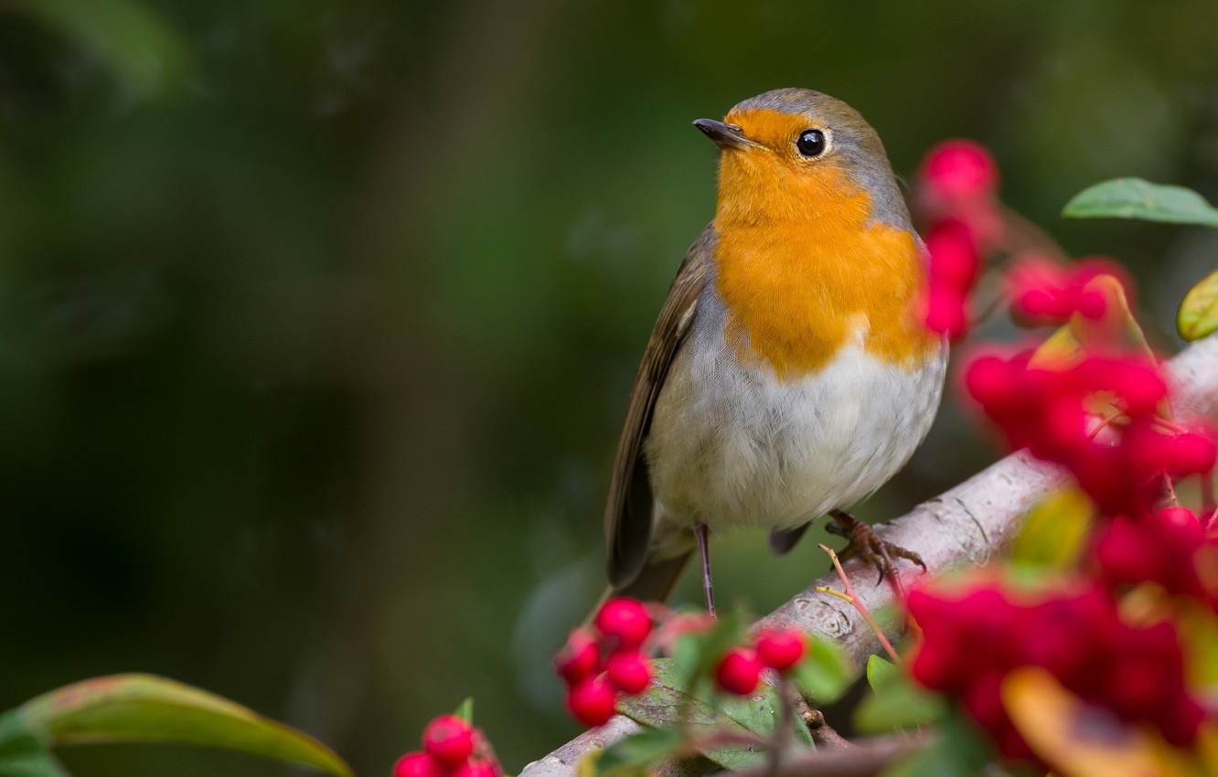 Bird Background