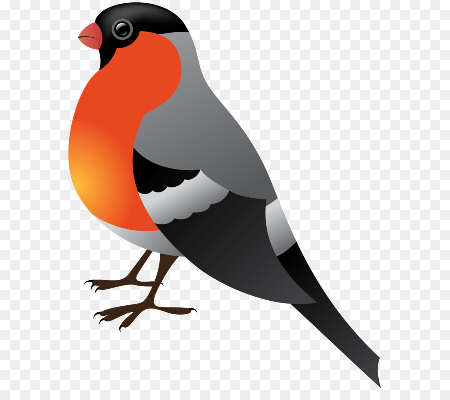 Bird Background