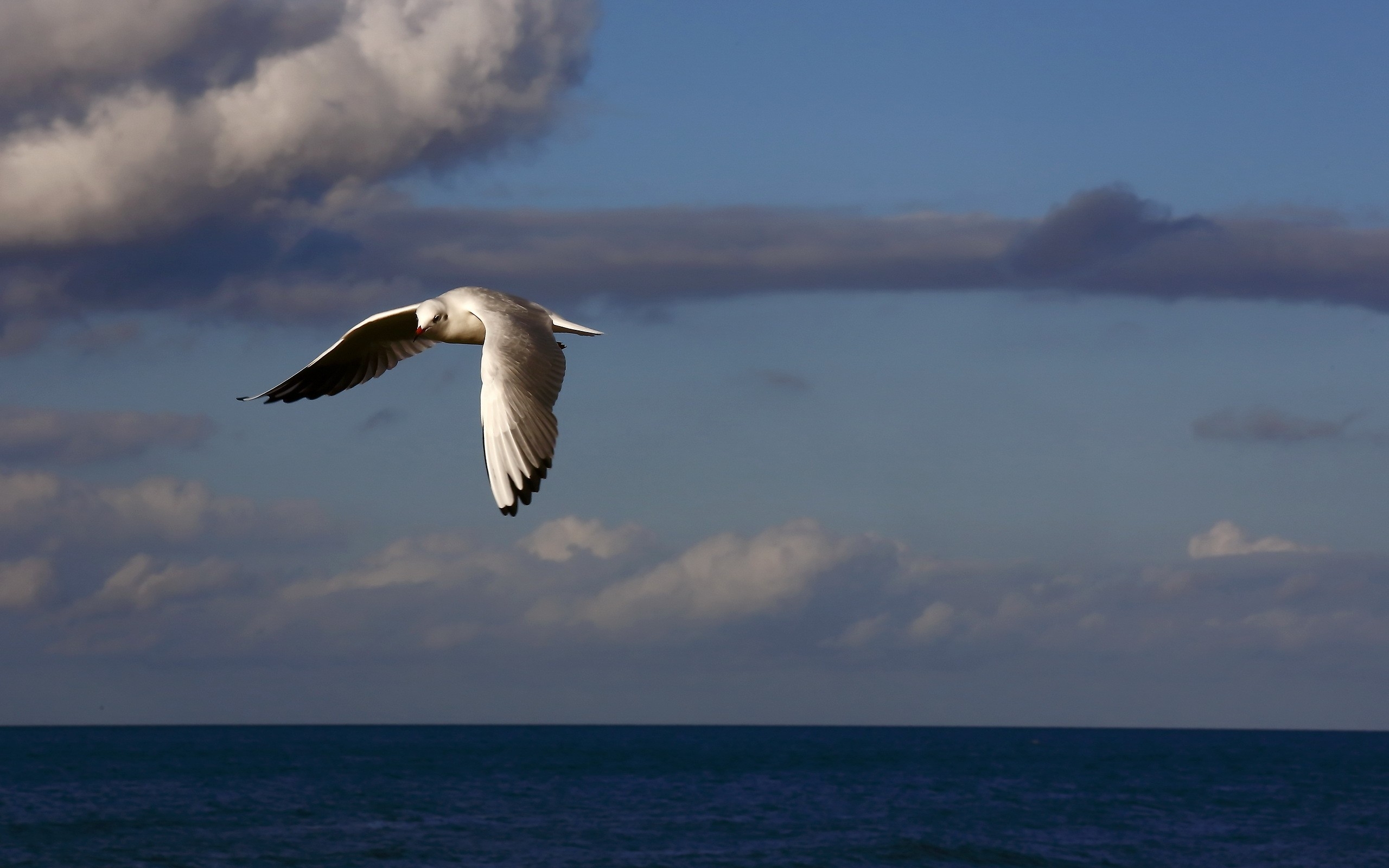 Bird Flying Near Sea Wallpapers